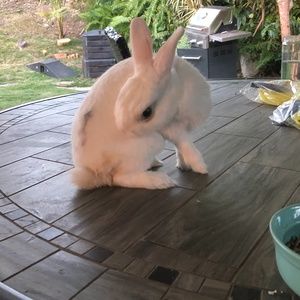 Meet your Posher, Noelle